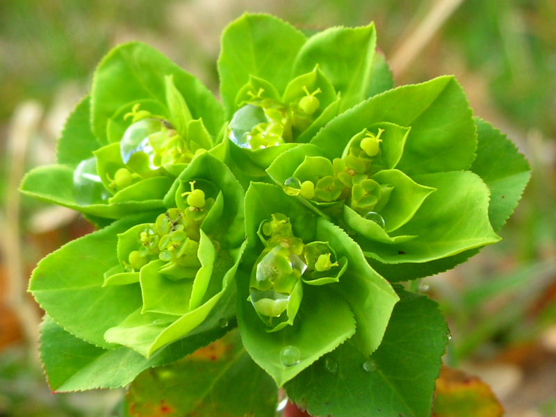 Euphorbia helioscopia / Euforbia calenzuola